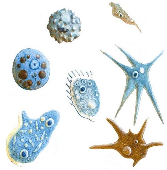 types de parasites protozoaires